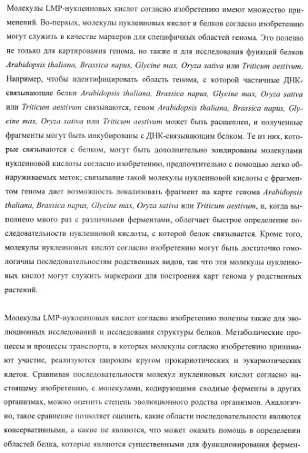 Молекулы нуклеиновых кислот, кодирующие wrinkled1-подобные полипептиды, и способы их применения в растениях (патент 2385347)