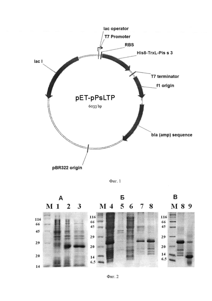 Плазмидный вектор pet-ppsltp, штамм бактерии escherichia coli bl21(de3)star/ pet-ppsltp - продуцент пищевого аллергена гороха pis s 3 и способ получения указанного аллергена (патент 2618840)