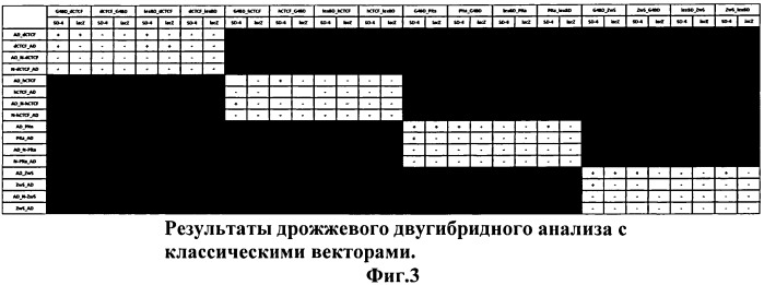 Модифицированная дрожжевая двугибридная система для эффективного исследования взаимодействия между белками и их доменами. (патент 2529356)