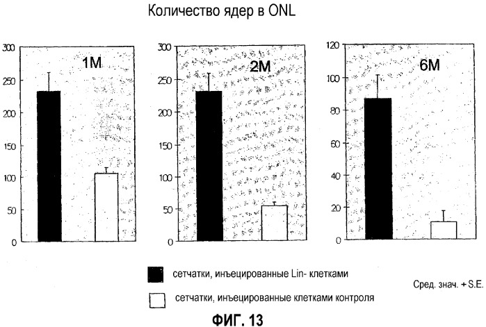 Популяция стволовых кроветворных клеток и ее применение (патент 2331669)