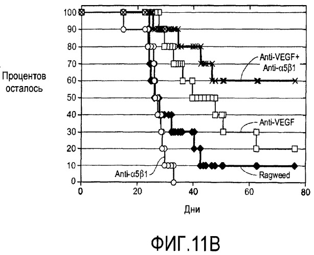 Комбинированная терапия с использованием антагонистов альфа5бета1 (патент 2465282)