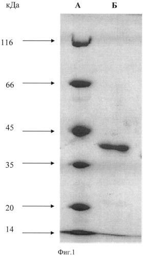 Рекомбинантная двухдоменная лакказа бактерии streptomyces griseoflavus ac-993, обладающая высокой термостабильностью и щелочным оптимумом pн окисления фенольных соединений; фрагмент днк, кодирующий двухдоменную лакказу бактерии streptomyces griseoflavus ac-993; способ получения двухдоменной лакказы бактерии streptomyces griseoflavus ac-993 (патент 2539780)