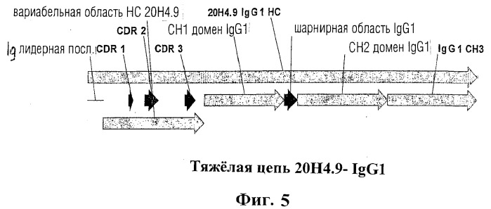 Человеческие антитела против человеческого 4-1вв (cd137) (патент 2376316)