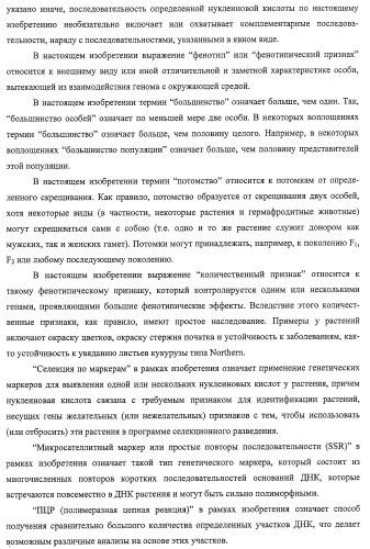 Новые растения кукурузы (патент 2423528)