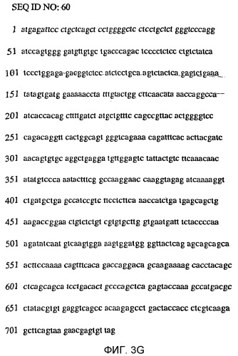 Трансгенные копытные животные, имеющие пониженную активность прионного белка, и их применения (патент 2384059)