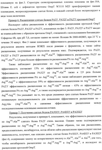 Способ расщепления полипептидов с использованием варианта протеазы оmpт (патент 2395582)