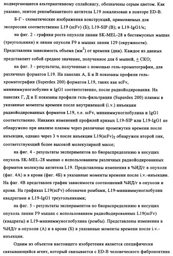 Избирательный направленный перенос в сосудистую сеть опухоли с использованием молекул антител (патент 2347787)