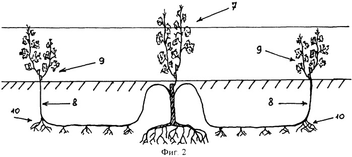 Способ уменьшения изреженности на привитых виноградниках (патент 2290783)