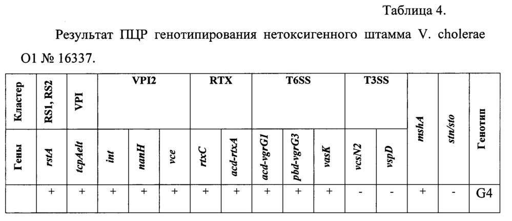 Способ идентификации нетоксигенных штаммов холерных вибрионов о1 серогруппы с помощью пцр для выделения генетических детерминант (патент 2665542)