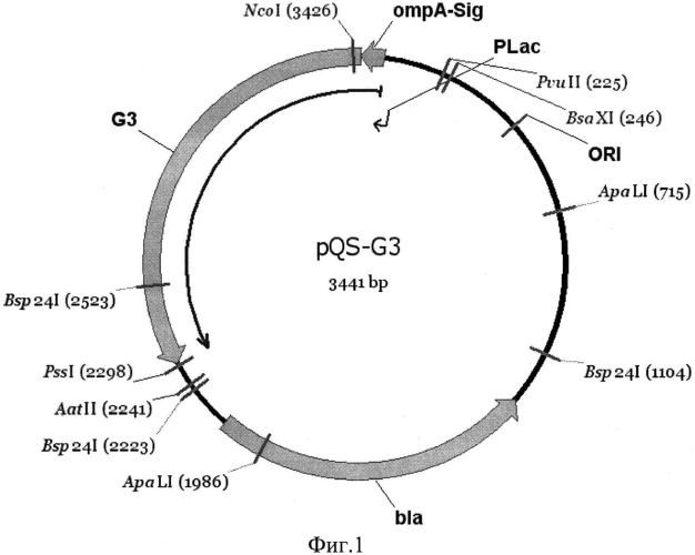 Штамм бактерии escerichia coli xl1-blue/pqs-g3, продуцент термостабильной липазы бактерии geobacillus stearothermophilus g3 (патент 2540873)