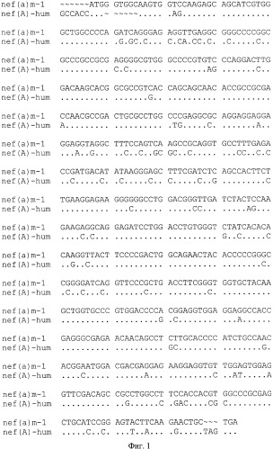 Экспрессионная плазмидная днк pbmc-nef(a)-hum (патент 2335540)