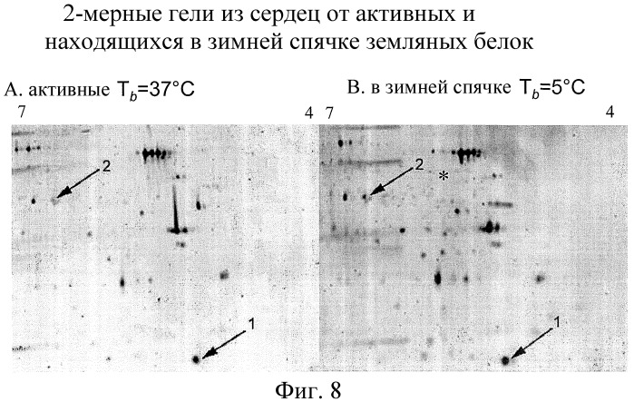 Защитные композиции от ишемии/реперфузии и способы применения (патент 2459624)