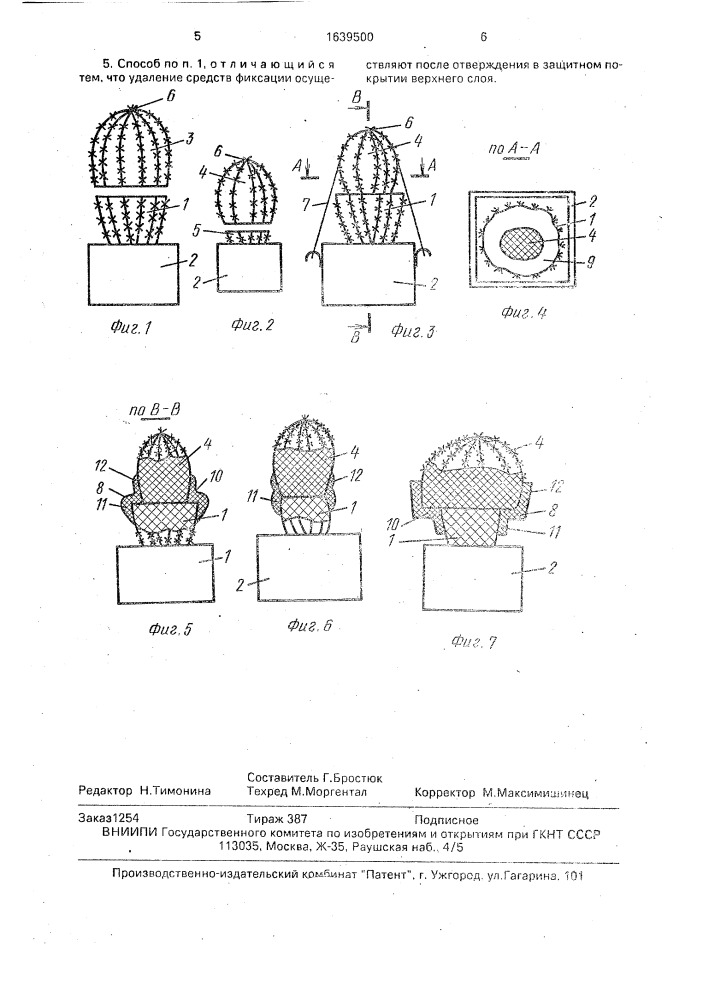 Способ прививки суккулентных растений е.а.ершова (патент 1639500)