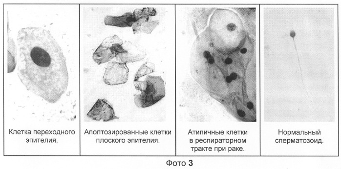 Способ окрашивания биологических материалов для микроскопических исследований (патент 2281472)