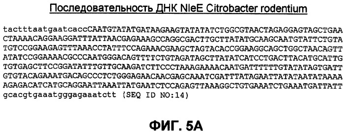 Бактериальные факторы вирулентности и варианты их применения (патент 2465331)