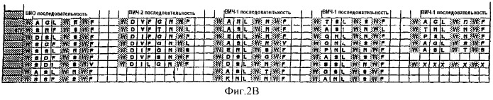 Гибридные полипептиды с усиленными фармакокинетическими свойствами (патент 2279883)