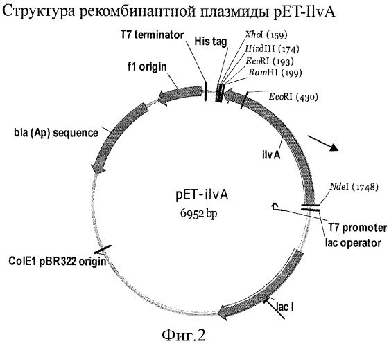 Бактерия - продуцент продукта реакции, катализируемой белком, обладающим активностью 2-оксоглутарат-зависимого фермента, и способ продукции указанного продукта (патент 2444568)