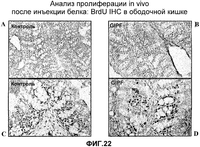 Желудочно-кишечный пролиферативный фактор и его применения (патент 2343158)