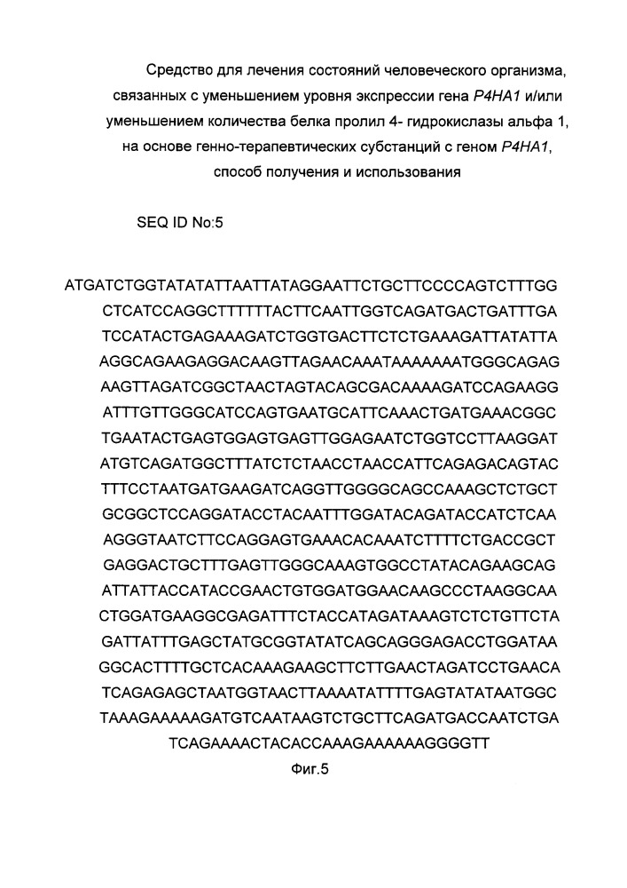 Средство для лечения состояний человеческого организма, связанных с уменьшением уровня экспрессии гена р4на1 и/или уменьшением количества белка пролил 4- гидрокислазы альфа 1 на основе генно-терапевтических субстанций с геном р4на1, способ получения и использования (патент 2658428)