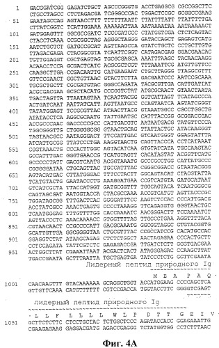 Человеческие антитела против человеческого 4-1вв (cd137) (патент 2376316)