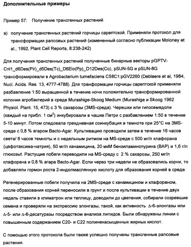 Способ получения полиненасыщенных кислот жирного ряда в трансгенных организмах (патент 2447147)