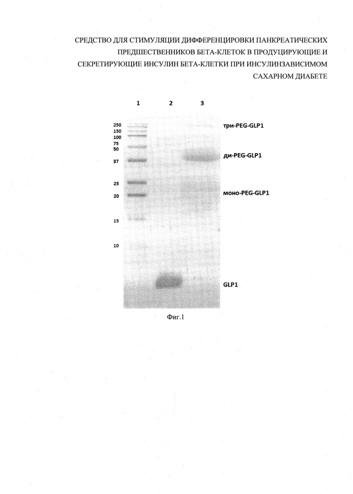 Средство для стимуляции дифференцировки панкреатических предшественников бета-клеток в продуцирующие и секретирующие инсулин бета-клетки при инсулинзависимом сахарном диабете (патент 2636044)