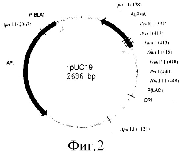 Плазмида pnan5, определяющая синтез l-аспарагиназы еса2, штамм bacillus cereus 1576-pnan5 - промышленный штамм-продуцент рекомбинантной l-аспарагиназы еса2 и способ ее получения (патент 2313575)