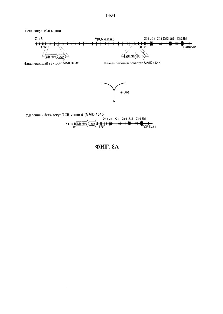 Генетически модифицированные в отношении т-клеточного рецептора мыши (патент 2661106)