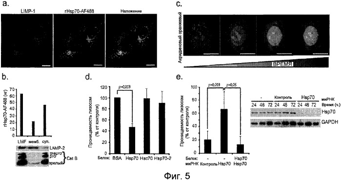 Применение hsp70 в качестве регулятора ферментативной активности (патент 2521672)