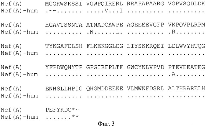Экспрессионная плазмидная днк pbmc-nef(a)-hum (патент 2335540)