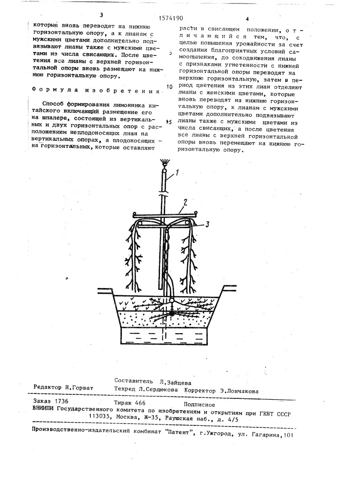 Способ формирования лимонника китайского (патент 1574190)