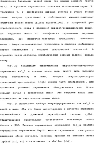 Ее3-семейство белков и соответствующие днк-последовательности (патент 2333918)
