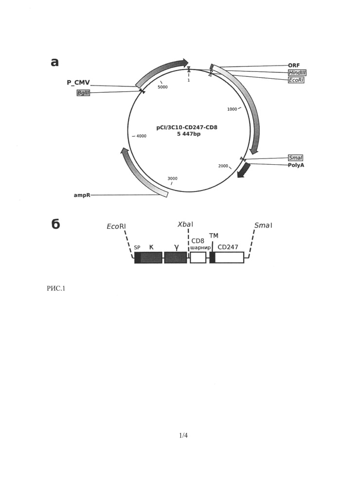 Мономолекулярный химерный т-клеточный рецептор к раково-эмбриональному антигену (патент 2652955)
