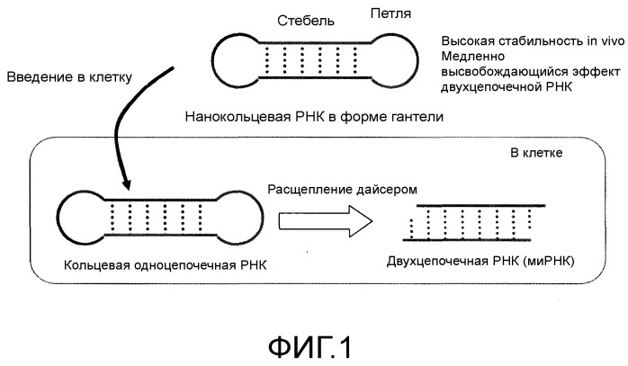 Одноцепочечная кольцевая рнк и способ ее получения (патент 2523596)