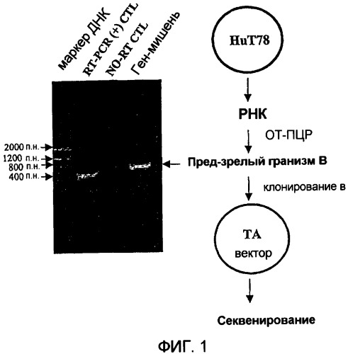 Терапевтические агенты, содержащие проапоптозные белки (патент 2319709)