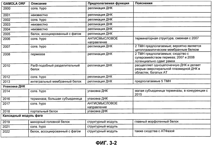 Полинуклеотиды и полипептиды фага φ-mru, и их применение (патент 2520738)