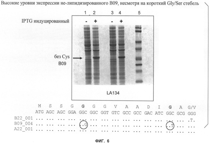 Нелипидизированные варианты антигенов neisseria meningitidis orf2086 (патент 2546873)