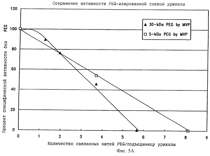 Конъюгаты peg-уриказы и их использование (патент 2246318)