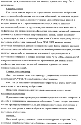 Поливалентные иммуногенные композиции pcv2 и способы получения таких композиций (патент 2488407)