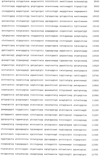 Плазмида для экспрессии в клетке китайского хомячка, клетка китайского хомячка - продуцент белка с gla-доменом и способ получения белка с gla-доменом (патент 2535871)