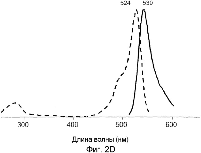 Флуоресцирующие белки и хромопротеины из видов hydrozoa, не относящихся к aequorea, и способы их получения (патент 2338785)