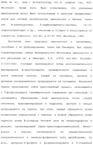 Гены corynebacterium glutamicum, кодирующие белки метаболических путей (патент 2306339)