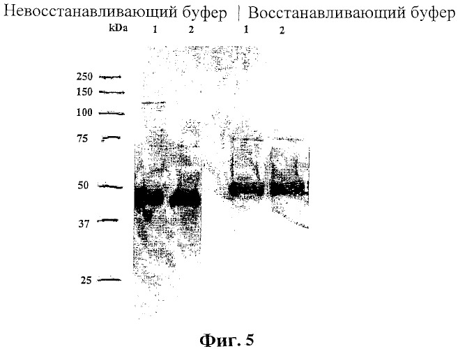 Экспонирование т-клеточных рецепторов (патент 2346004)
