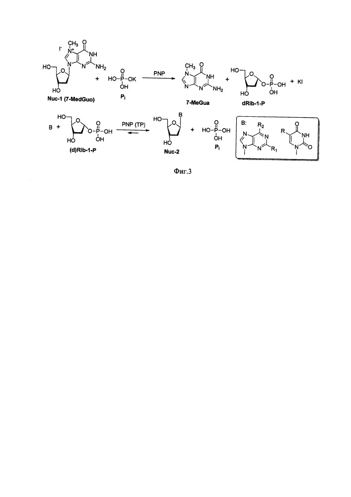 Гидройодная соль 7-метил-2'-дезоксигуанозина в качестве субстрата для получения 2'-дезоксинуклеозидов методом ферментативного трансгликозилирования (патент 2664472)