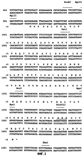 Предшественник инсулина, способ его получения и применение (патент 2283846)