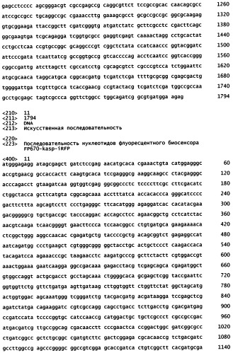 Нуклеиновая кислота, кодирующая основанный на fret дальне-красный биосенсор для измерения активности каспазы 3 внутри клеток (патент 2535981)