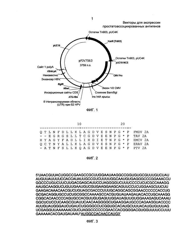 Векторы для экспрессии простатоассоциированных антигенов (патент 2650860)