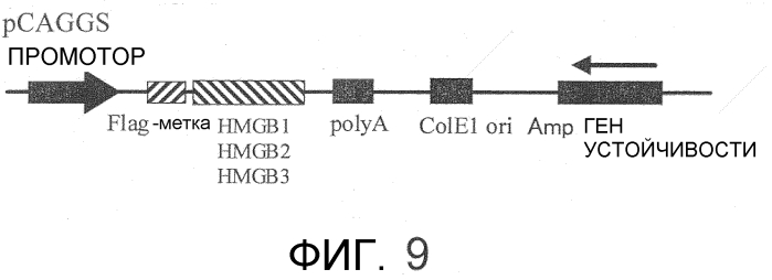 Способ сбора функциональных клеток in vivo с высокой эффективностью (патент 2571230)