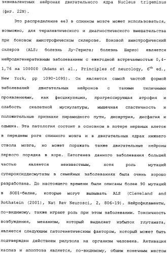 Ее3-семейство белков и соответствующие днк-последовательности (патент 2333918)