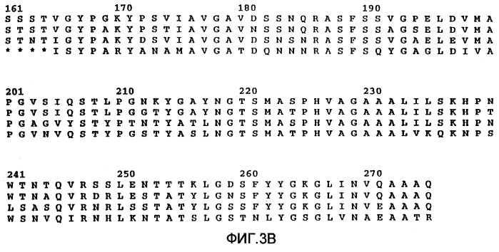 Вариант субтилизина bacillus (варианты), кодирующая его днк, экспрессирующий вектор и очищающая композиция (патент 2252254)